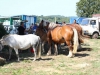 IMG_4765_[800x600]_[640x480]