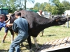 IMG_4858_[800x600]_[640x480]
